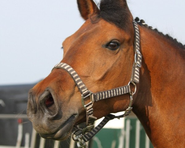 Zuchtstute Candy (Kleines deutsches Reitpferd, 2004, von Gerlof)