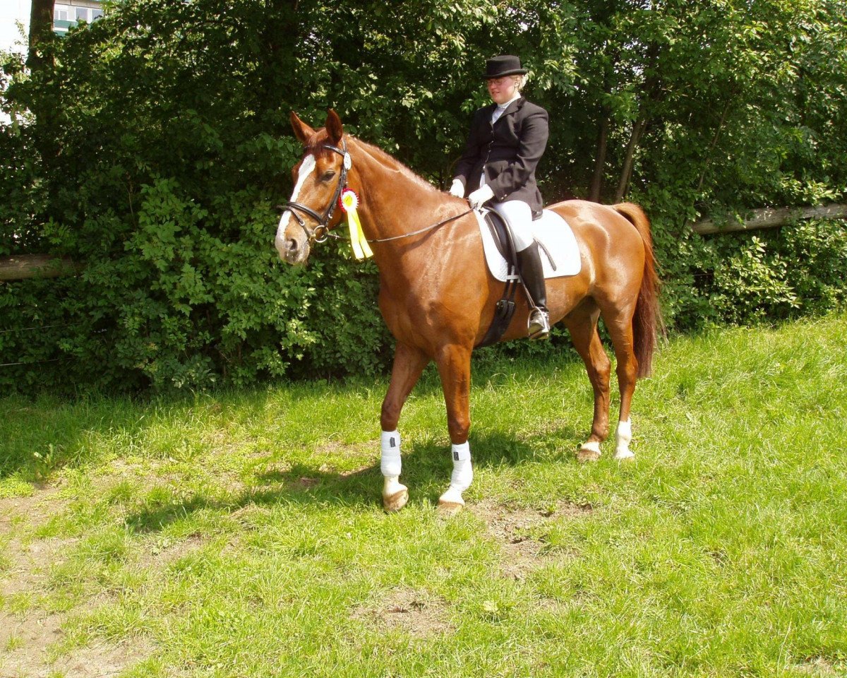 dressage horse Cassanthos (Westphalian, 2000, from Captain)