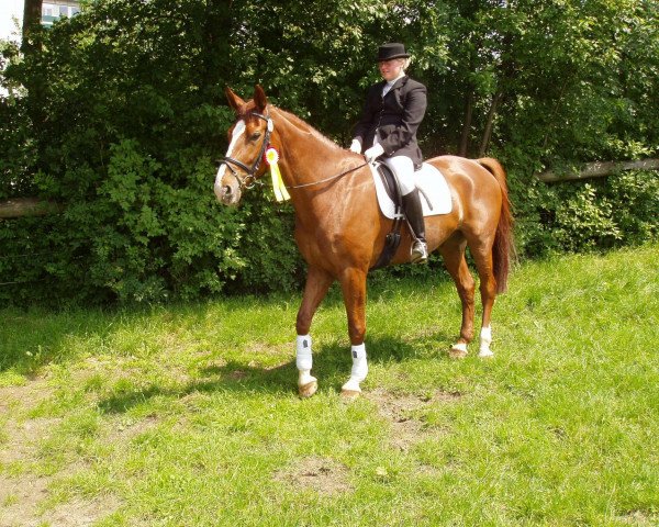 dressage horse Cassanthos (Westphalian, 2000, from Captain)