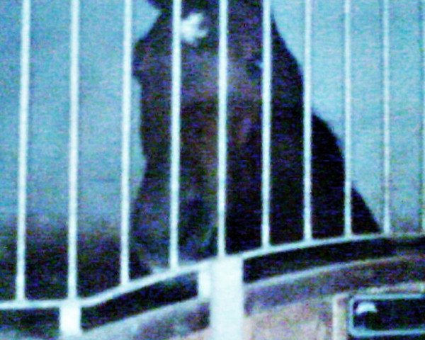 horse FBW Fandango (Württemberger, 2001, from Feingold)