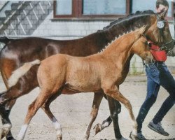horse Okawango's Daylight WL (German Riding Pony, 2022, from Okawango Alpha)