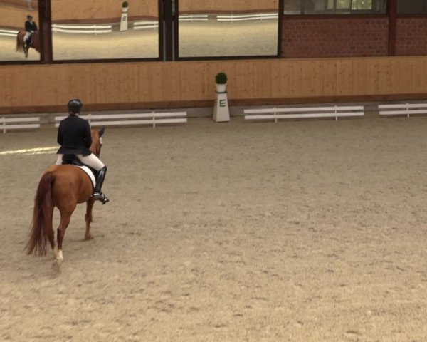Reitturnier Hamburg-Friedrichshulde/Sylva Kuhrt 2022