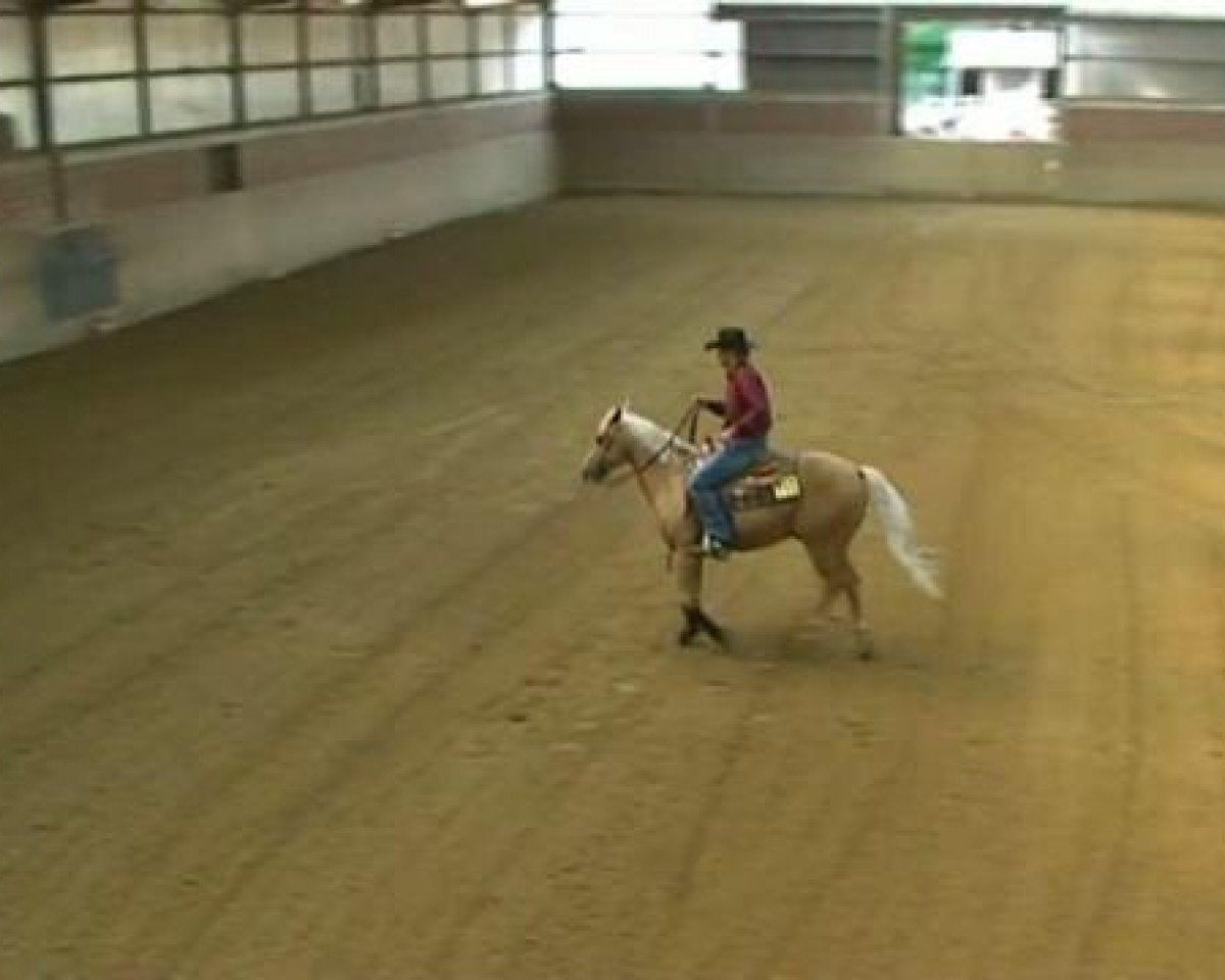 Pferd Whizen Command (Quarter Horse, 2003, von Tuck R Command)