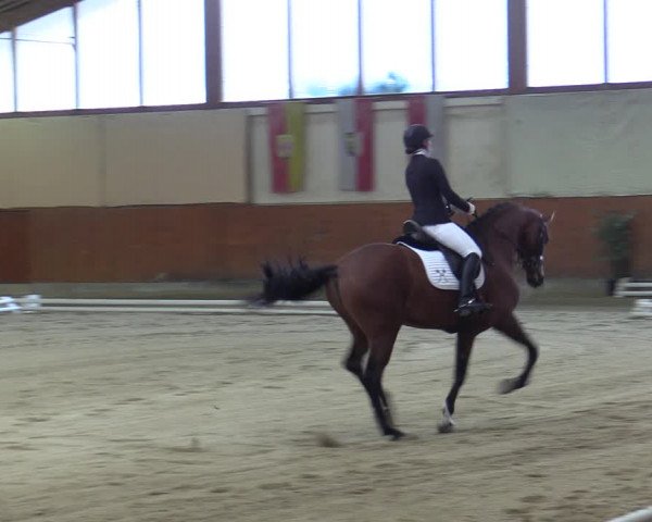Reitturnier Weikersdorf am Steinfelde 2022