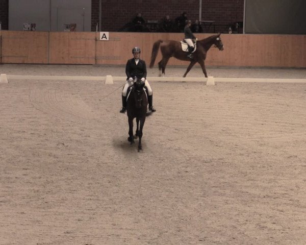 Reitturnier Güstrow/Cavallo Arena 2022