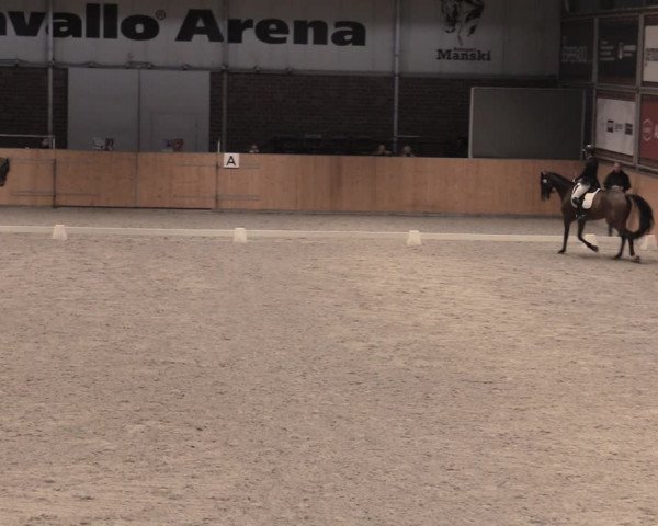 Reitturnier Güstrow/Cavallo Arena 2022