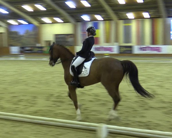 Reitturnier Weikersdorf am Steinfelde 2022
