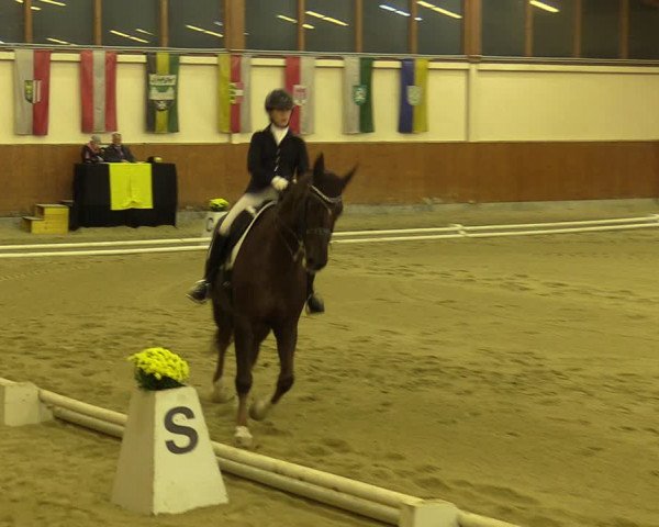 Reitturnier Weikersdorf am Steinfelde 2022
