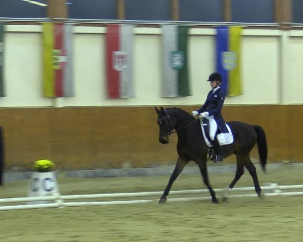 Reitturnier Weikersdorf am Steinfelde 2022