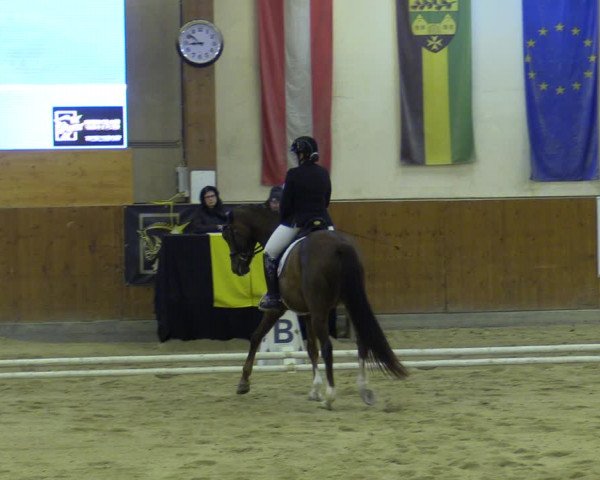 Reitturnier Weikersdorf am Steinfelde 2022