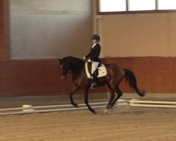 Reitturnier Weikersdorf am Steinfelde 2022