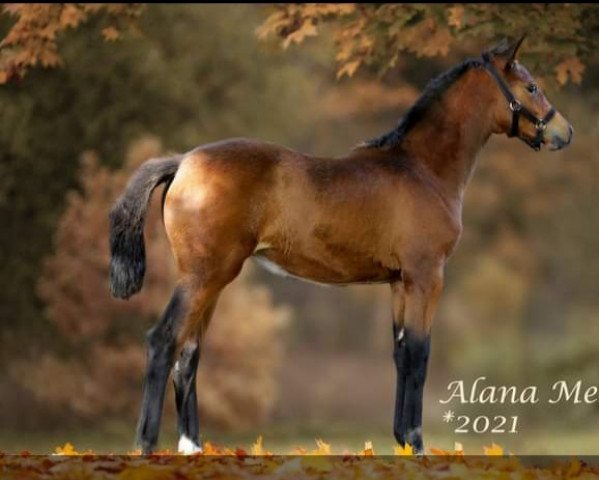 broodmare Alana Mescalera (German Riding Pony, 2021, from Mescalero 29)