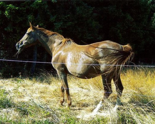 broodmare Weinerin (DE) (American Trotter, 1979, from Songcan 17241 (US)) broodmare Weinerin (DE) (American Trotter, 1979, from Songcan 17241 (US))