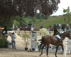 Springpferd Ladykracher 13 (Westfale, 2000, von Libero G)