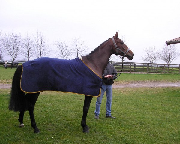 horse Freda Sue (Hanoverian, 2004, from Fielmann)