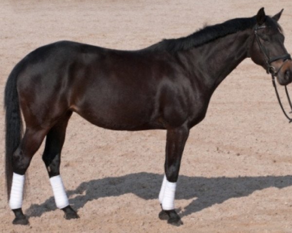 broodmare Princessa 12 (Trakehner, 2001, from Pyatt Charly)