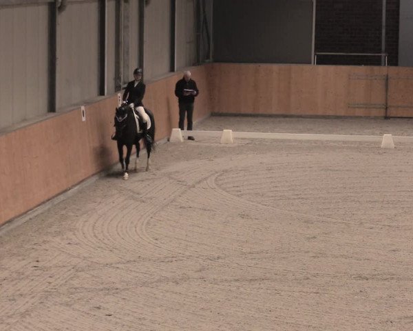 Reitturnier Güstrow/Cavallo Arena 2022