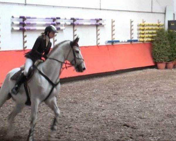 dressage horse Calimero 36 (Mecklenburg, 2001, from Calido I)