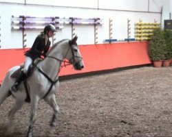 dressage horse Calimero 36 (Mecklenburg, 2001, from Calido I)