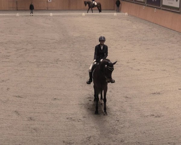 Reitturnier Güstrow/Cavallo Arena 2022