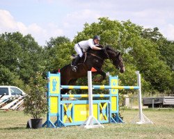 Springpferd Charly 1060 (Hannoveraner, 2001, von Chasseur I)