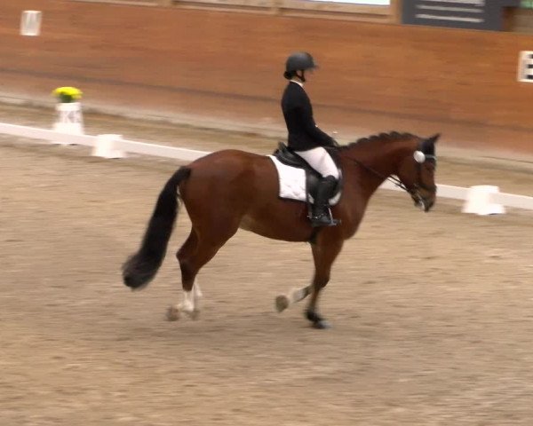 Reitturnier Rüti 2022