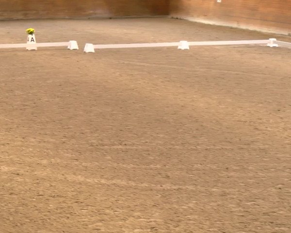 Reitturnier Rüti 2022