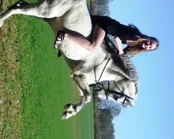 Pferd Strolch (Deutsches Reitpony,  , von Bajar ShA)