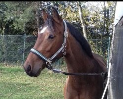 jumper Grace 451 (Pony without race description, 2012)