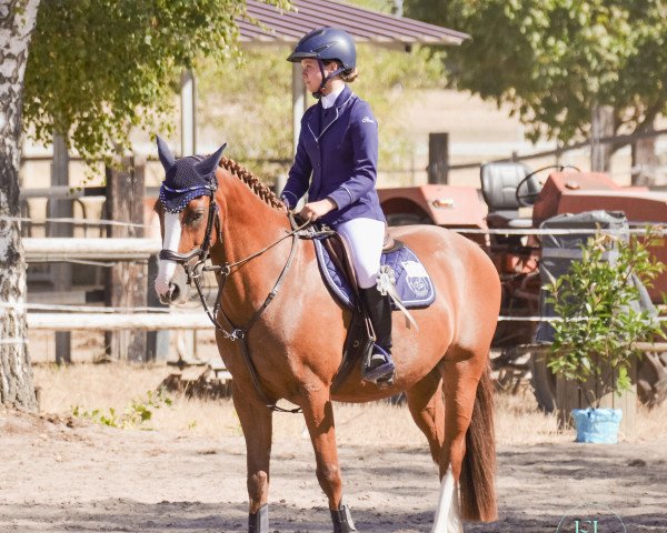 jumper Mercurius (Dutch Pony, 2007, from Machno Carwyn)