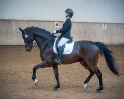 stallion Detroit (Bavarian, 2012, from Destano)