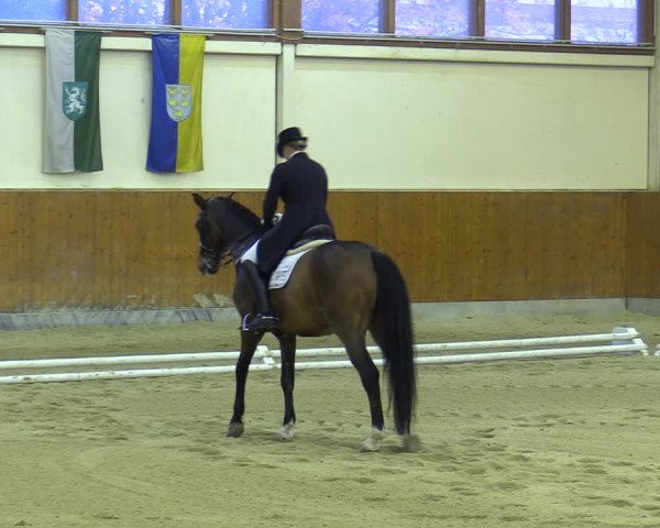 Reitturnier Weikersdorf am Steinfelde 2022