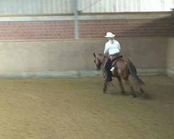 horse CM Train to Mars (Quarter Horse, 2004, from Nics Peppy Train)