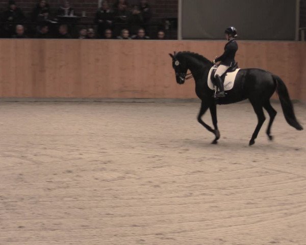 Reitturnier Güstrow/Cavallo Arena 2022
