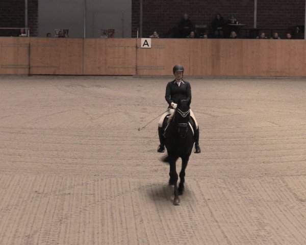 Reitturnier Güstrow/Cavallo Arena 2022