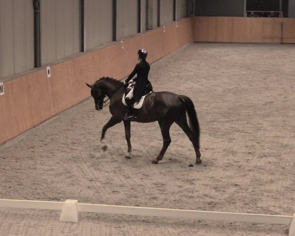 Reitturnier Güstrow/Cavallo Arena 2022
