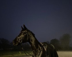 dressage horse Despereaux 2 (Oldenburg, 2005, from Depardieu 11)
