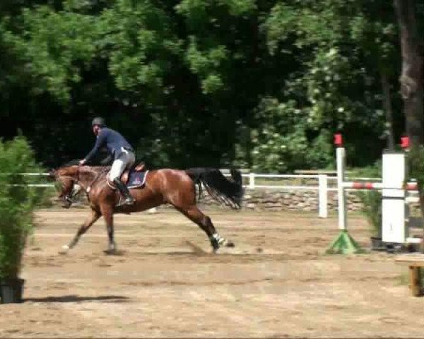 jumper Sir Garfunkel (Hanoverian, 2005, from Graf Top)