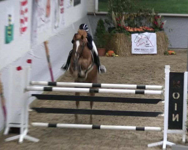 Legdener Ponymeeting 2022