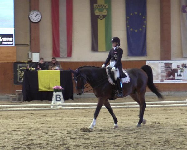 Reitturnier Weikersdorf am Steinfelde 2022