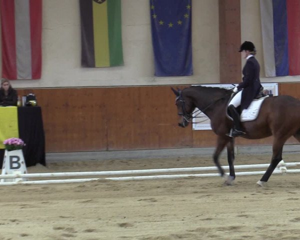 Reitturnier Weikersdorf am Steinfelde 2022