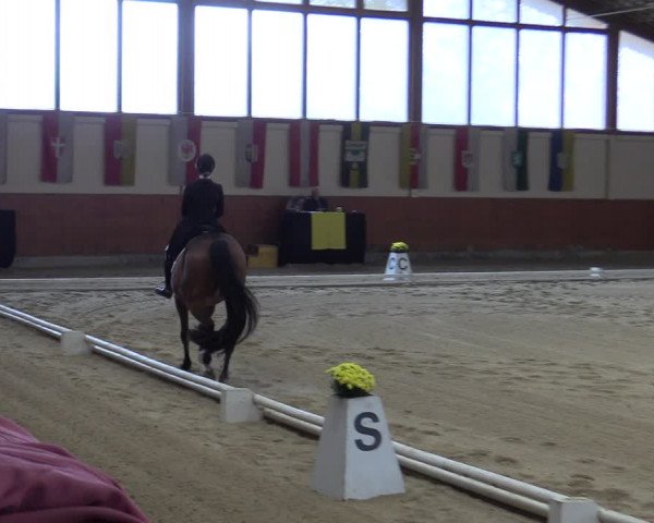 Reitturnier Weikersdorf am Steinfelde 2022