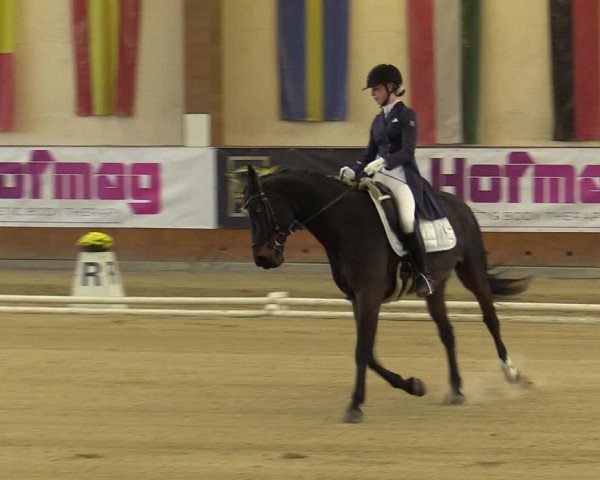 Reitturnier Weikersdorf am Steinfelde 2022