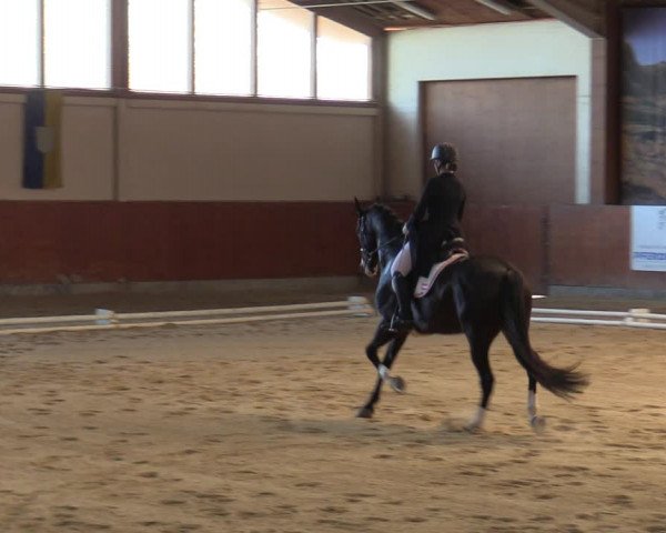 Reitturnier Weikersdorf am Steinfelde 2022