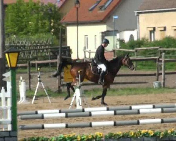 Zuchtstute Chalin 6 (Deutsches Sportpferd, 2006, von Chello II)