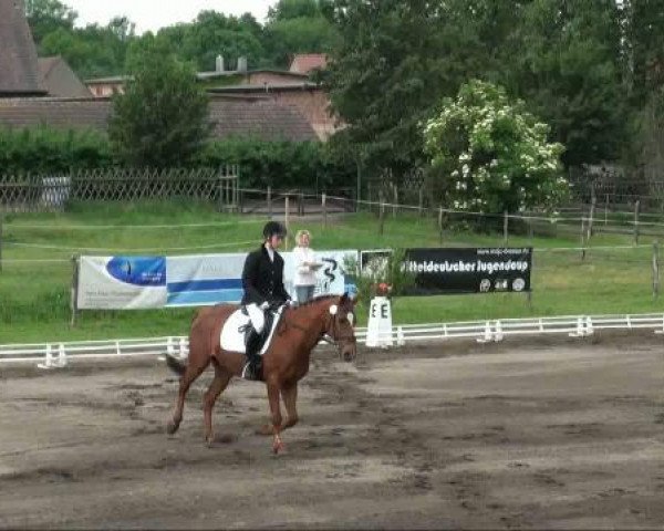 horse Sidney 93 (German Riding Pony, 1997, from Samenco I B)