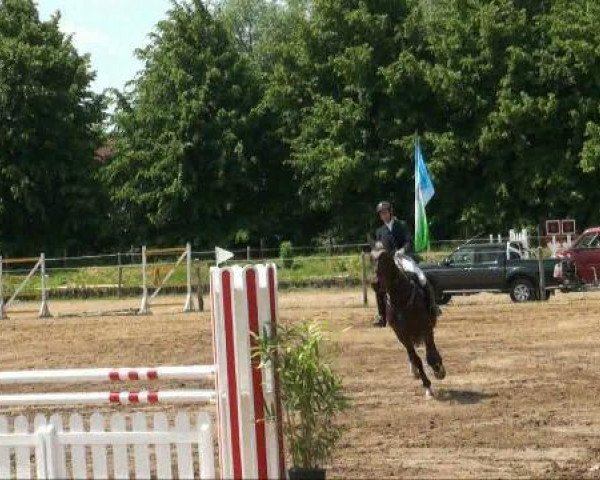 Zuchtstute Casiopaja K K (Deutsches Sportpferd, 2006, von Claudio's Son)