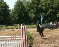 Zuchtstute Casiopaja K K (Deutsches Sportpferd, 2006, von Claudio's Son)
