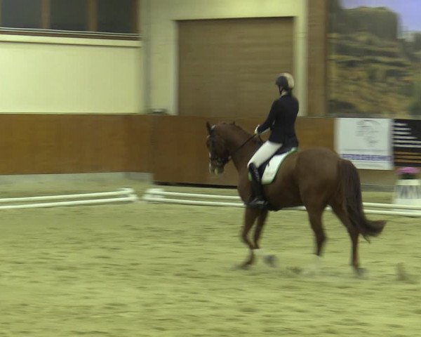 Reitturnier Weikersdorf am Steinfelde 2022