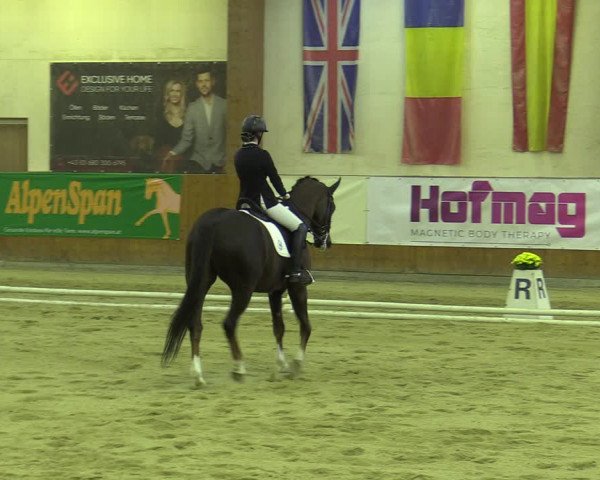 Reitturnier Weikersdorf am Steinfelde 2022
